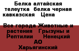 Белка алтайская телеутка, белка черная кавказская › Цена ­ 5 000 - Все города Животные и растения » Грызуны и Рептилии   . Ненецкий АО,Харьягинский п.